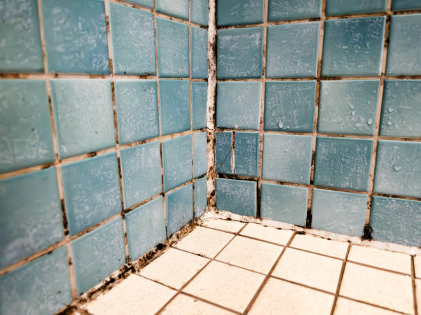 Best Mold Damage Restoration  in Ontario, CA